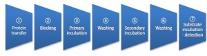 Western Blot Purity Solution