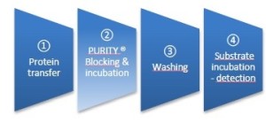 WesternBlot con Purity Solution